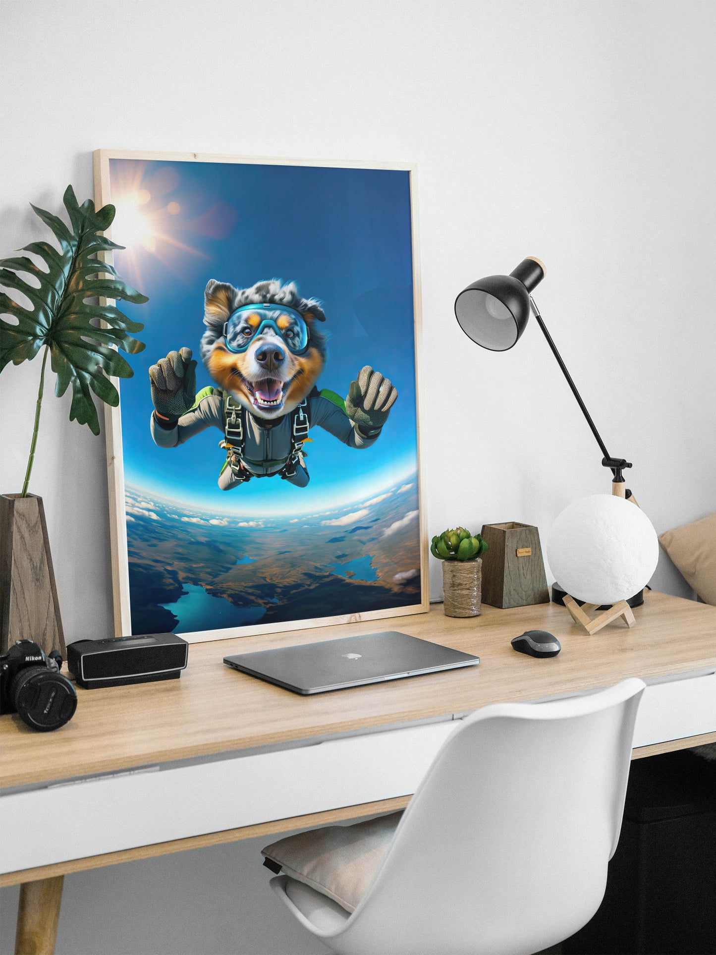 Affiche Berger Australien en parachute, cadre bois clair sur un bureau blanc avec lampe d'architecte et plante