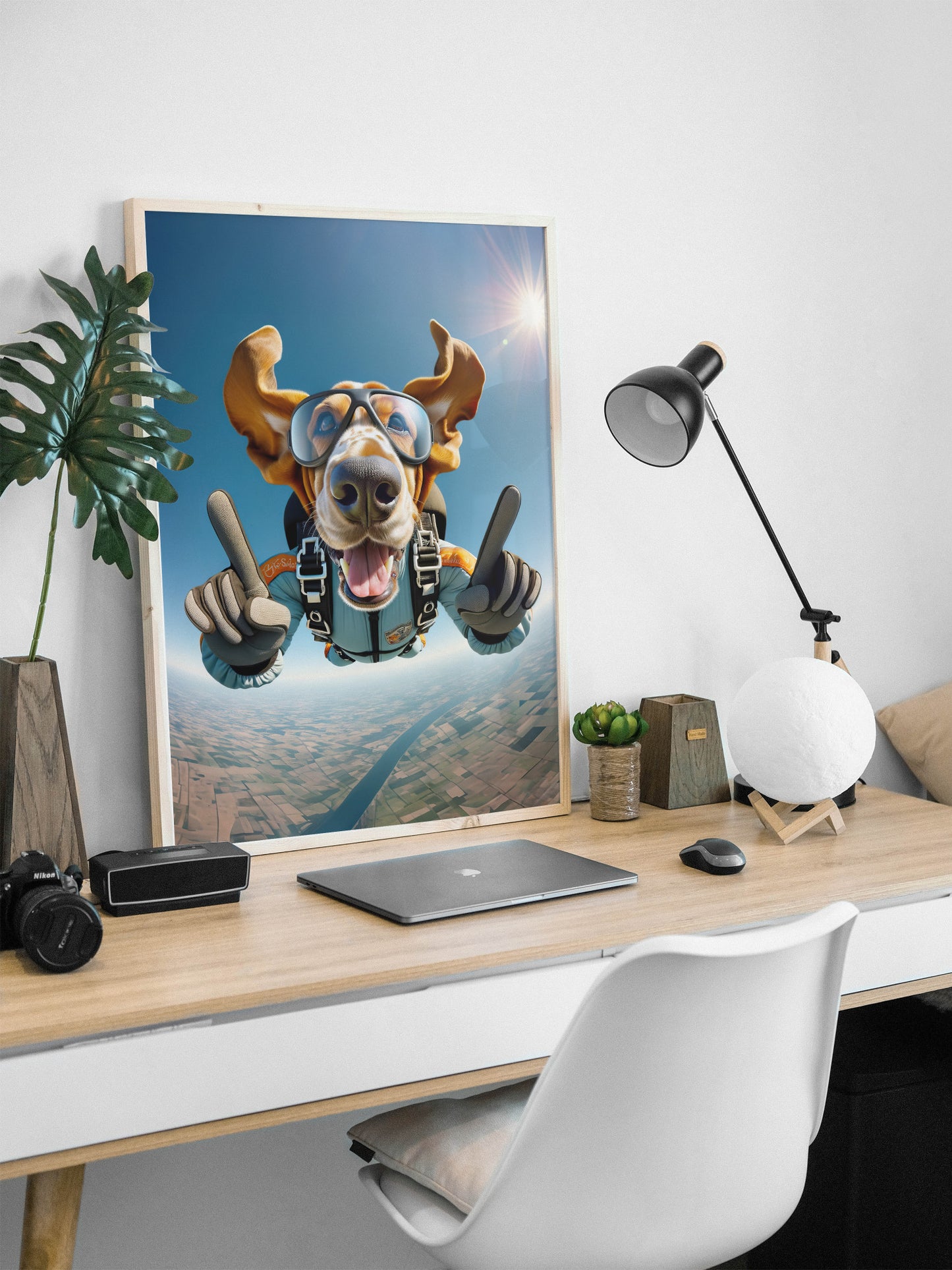 Poster Basset Hound en chute libre en cadre bois clair posé sur un bureau, lampe noire et ordinateur portable