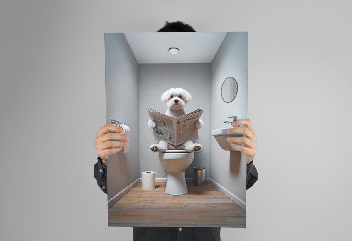 Poster Bichon Maltais lisant le journal tenu à deux mains devant un mur gris